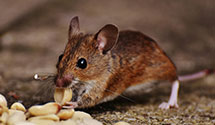24 Hour & Emergency Exterminators in Briceville, TN